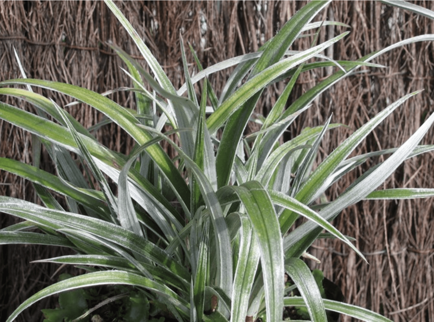 Native garden planning