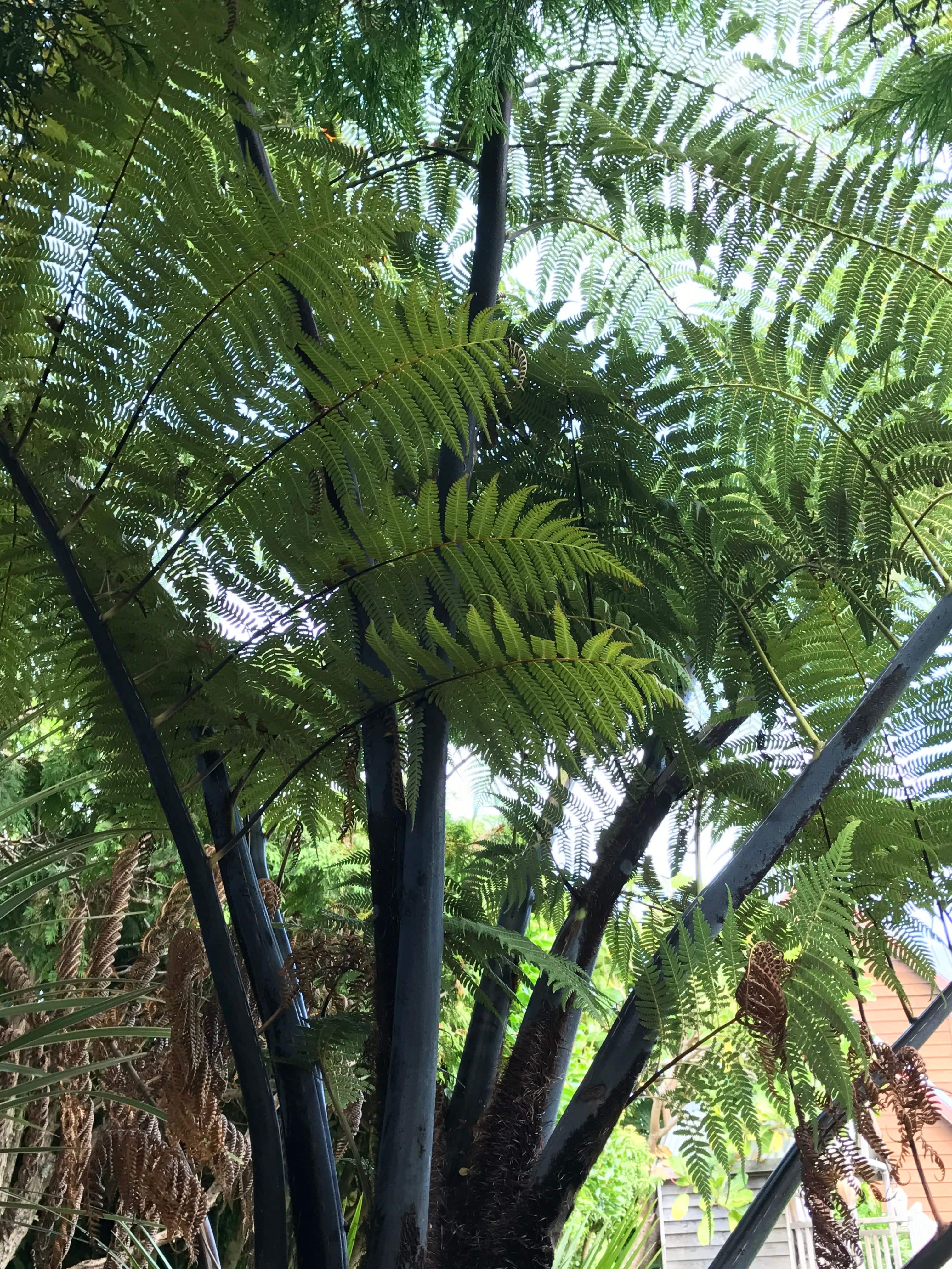 Mamaku - black tree fern