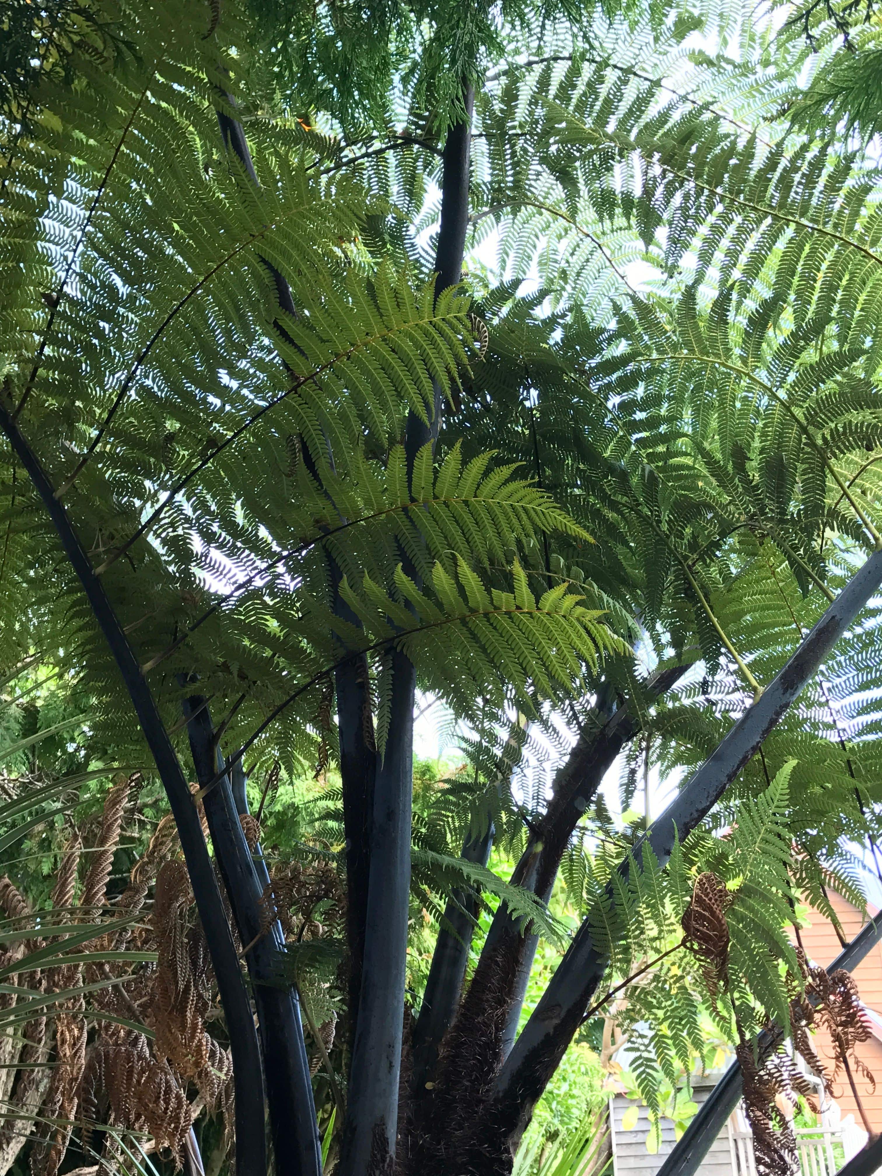 New Zealand native fern